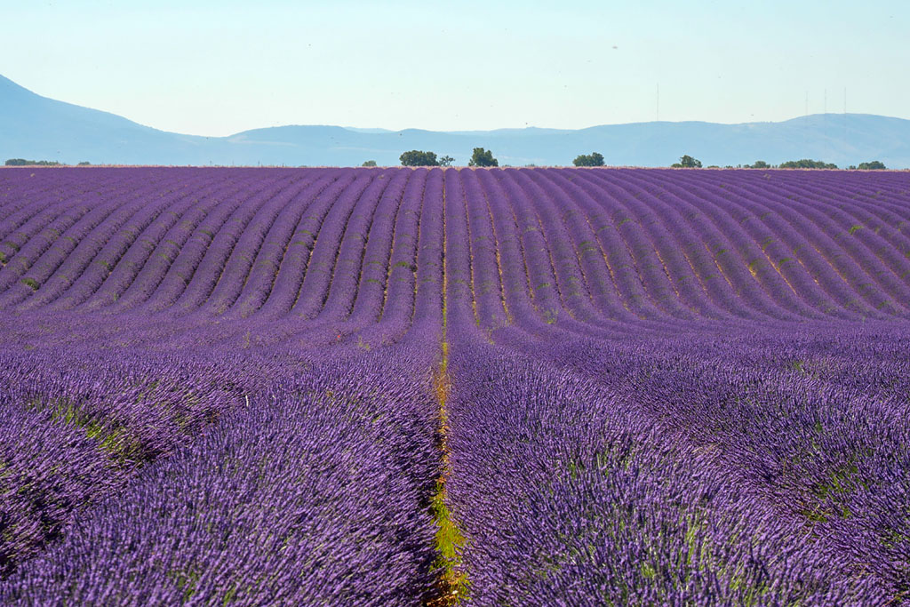 Campos de Lavade Valensole Provence