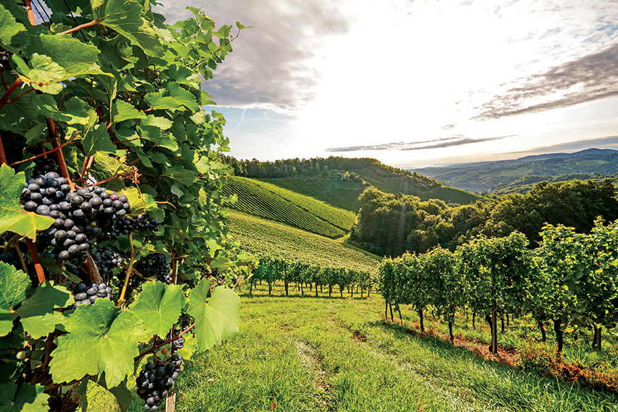 Willamette Valley un poco de pinot noir solo por diversión