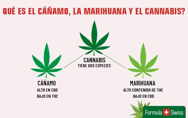 ¿Qué es realmente el CBD y cómo funciona?
