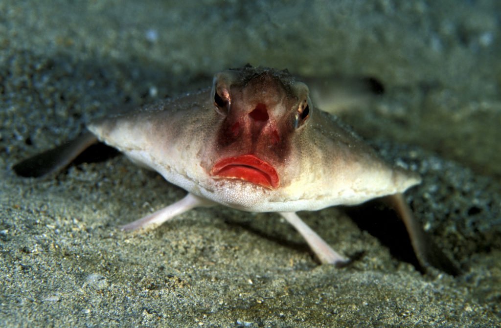pez murciélago
