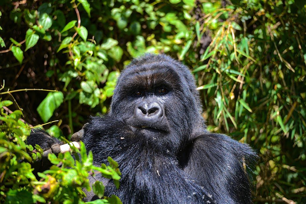 Uganda está descontando el precio de los permisos para gorilas para aumentar el turismo