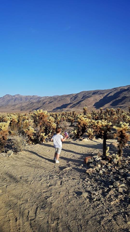 Un día en el Parque Nacional Joshua Tree