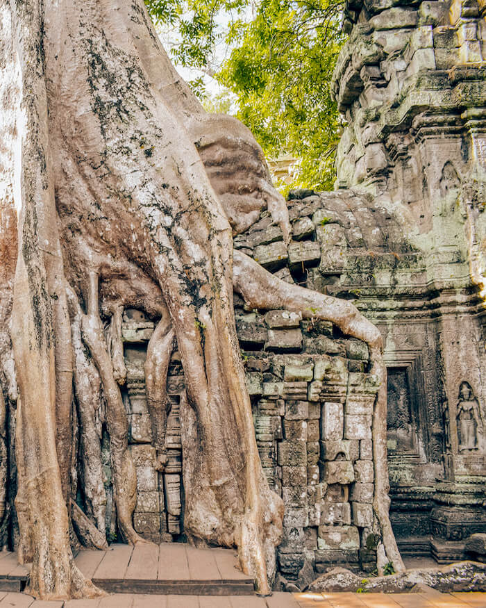Banyan Tree cultivado en el templo de ta Prohm en Angkor.