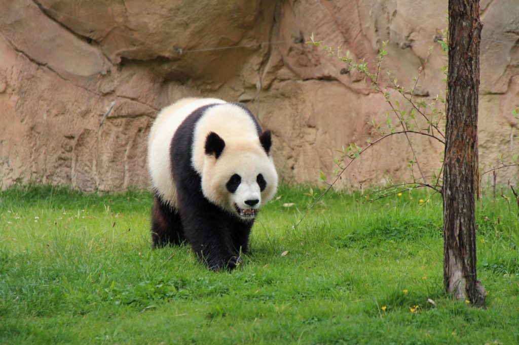panda zoo Beauval