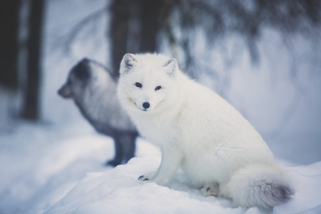 Encuentra zorros árticos en Finlandia