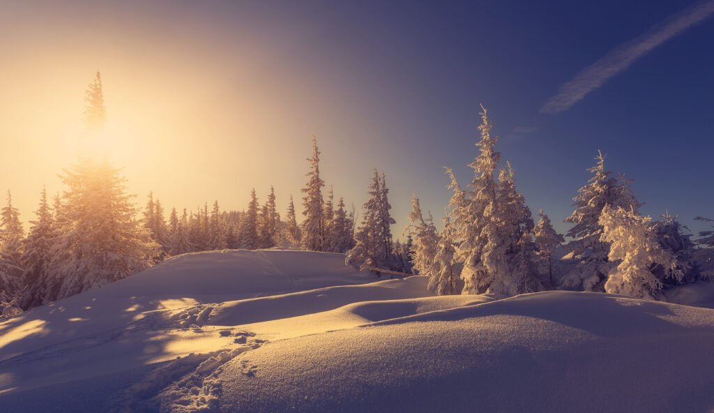 Abetos congelados en los paisajes helados de Finlandia