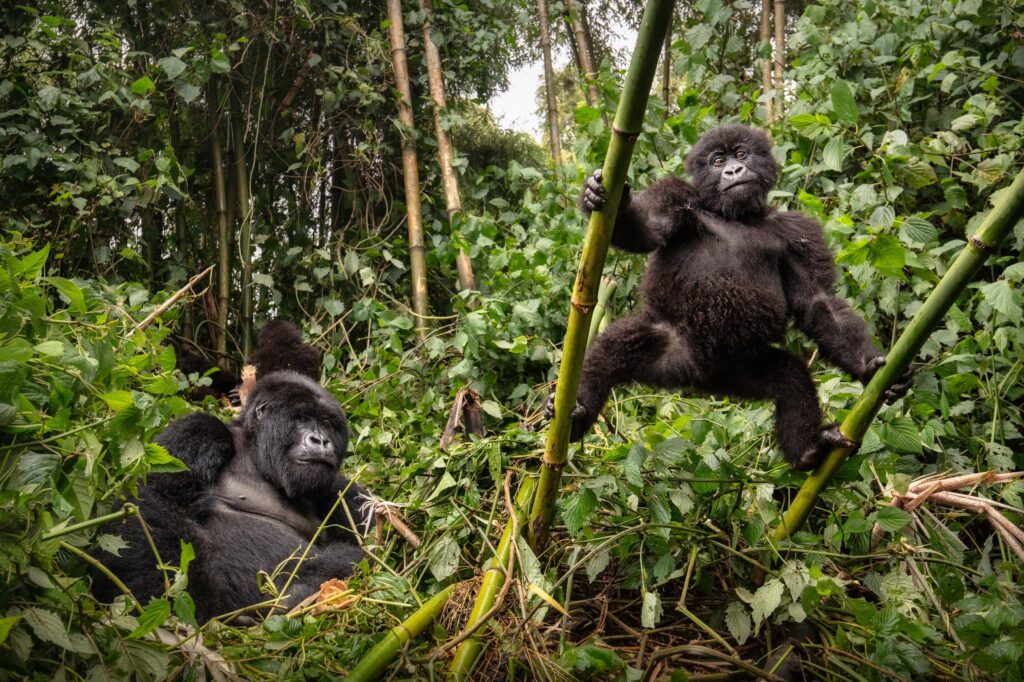 Uganda y sus gorilas