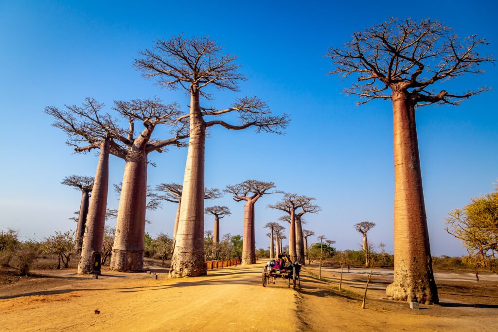 La ceniza de los baobabs en Madagascar