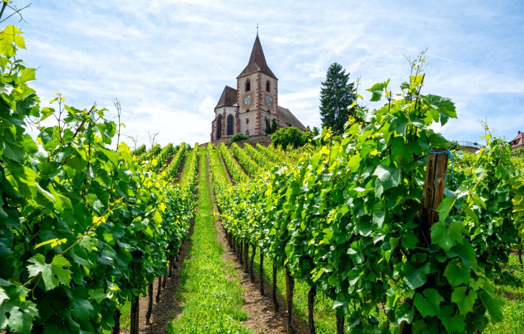 Los viñedos de Alsacia