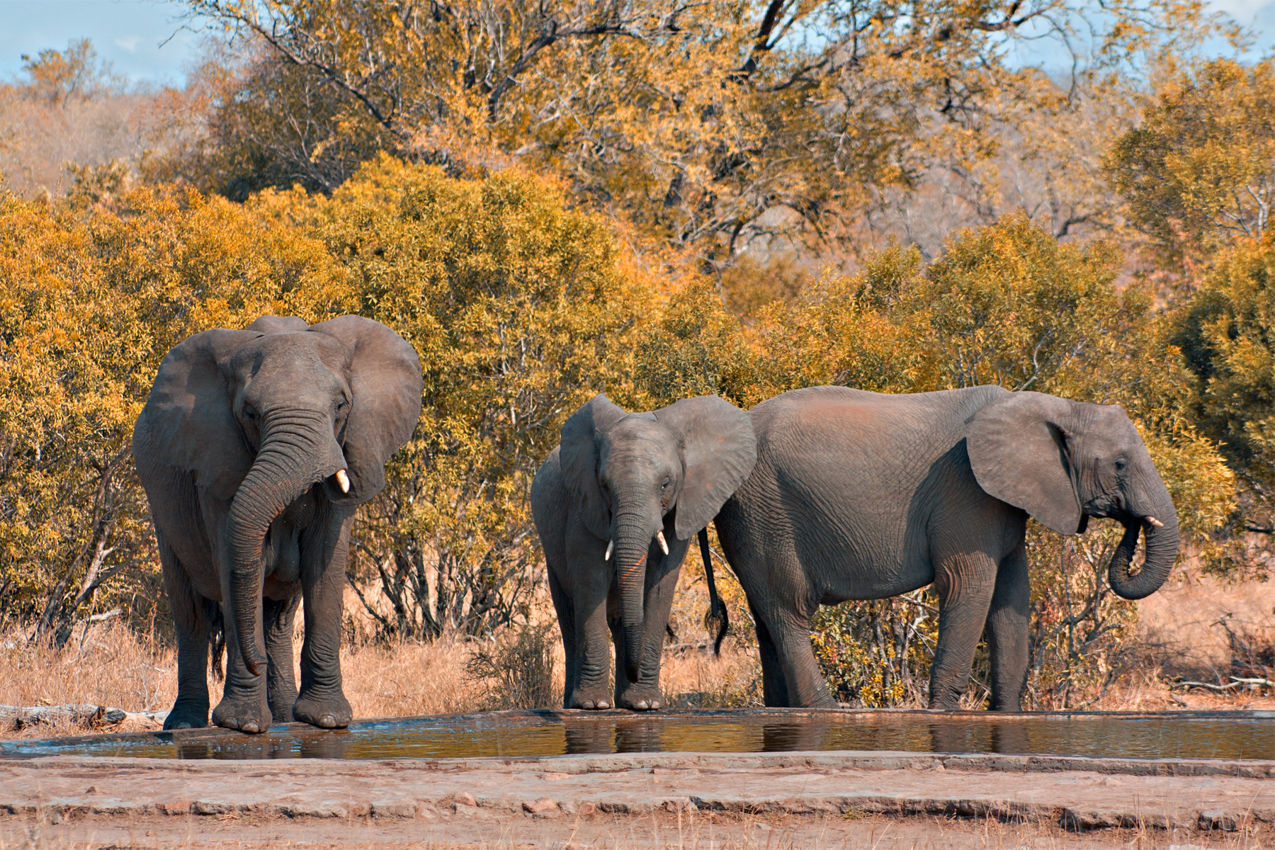 ¿Qué puedes ver en un safari en Tanzania?