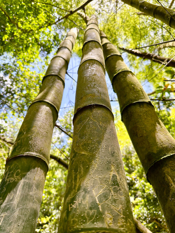 Bambúes a lo largo del sendero Charco Prieto